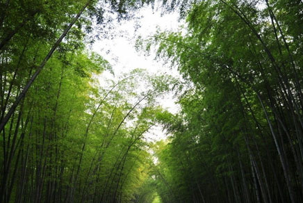 森林旅游，在绿色中洗肺养生